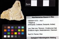 Foto (Objket + Etiketten) von Cracensigillatus acutirostris (Moericke, 1889) 